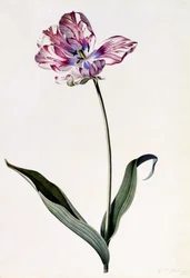 Tulpe, ca. 1745 (handkolorierter Stich)